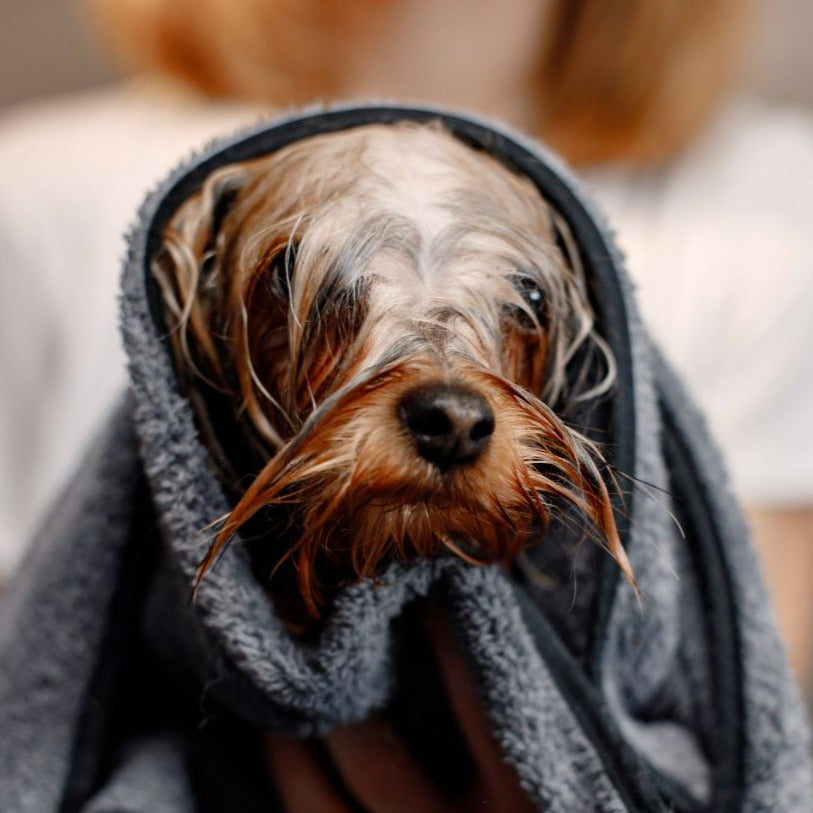 Dog Grooming Services Booking - Georgetown