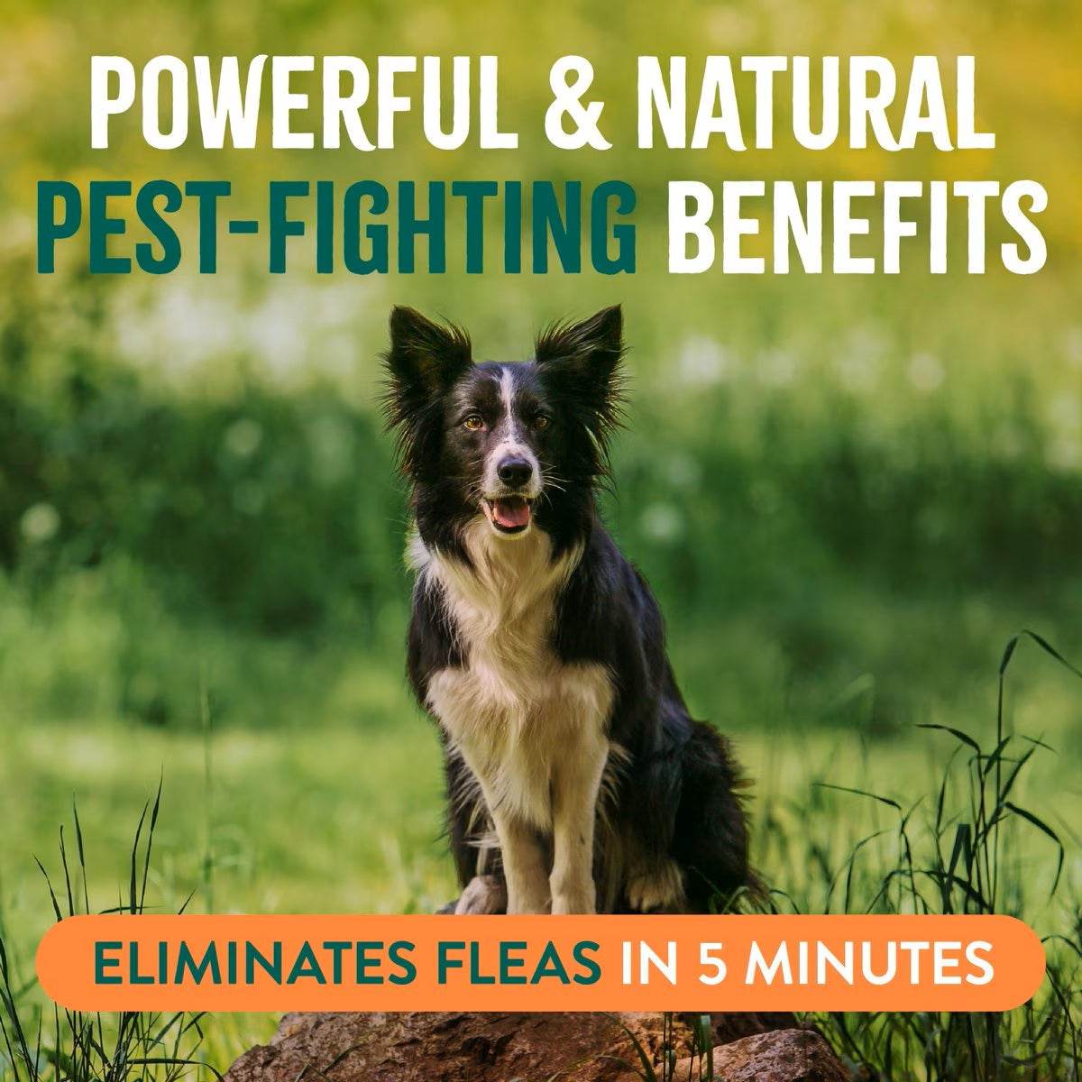TropiClean Natural* Flea + Tick Dog Spray