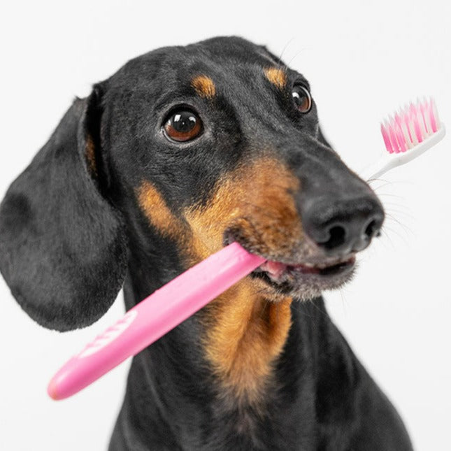 Cepillado de dientes