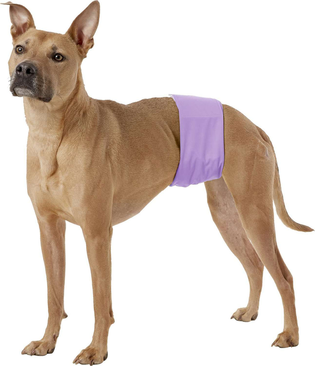 Fralda Lavável para Cães Machos