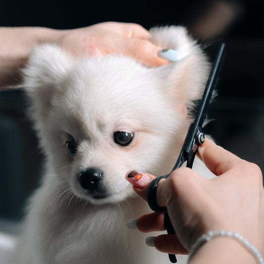 Dog Grooming Services Booking - Georgetown