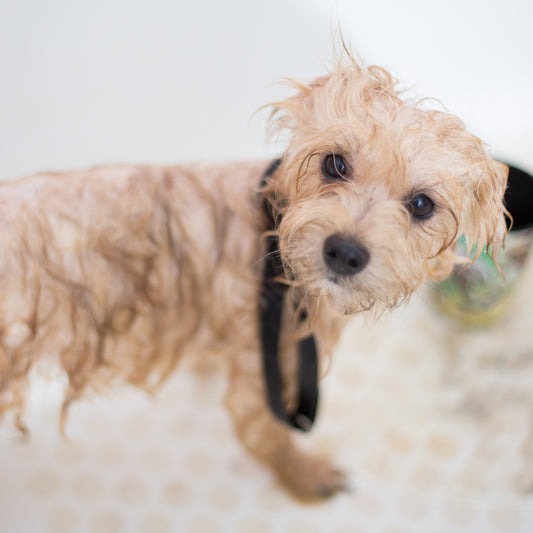 Dog Grooming Services Booking - Georgetown